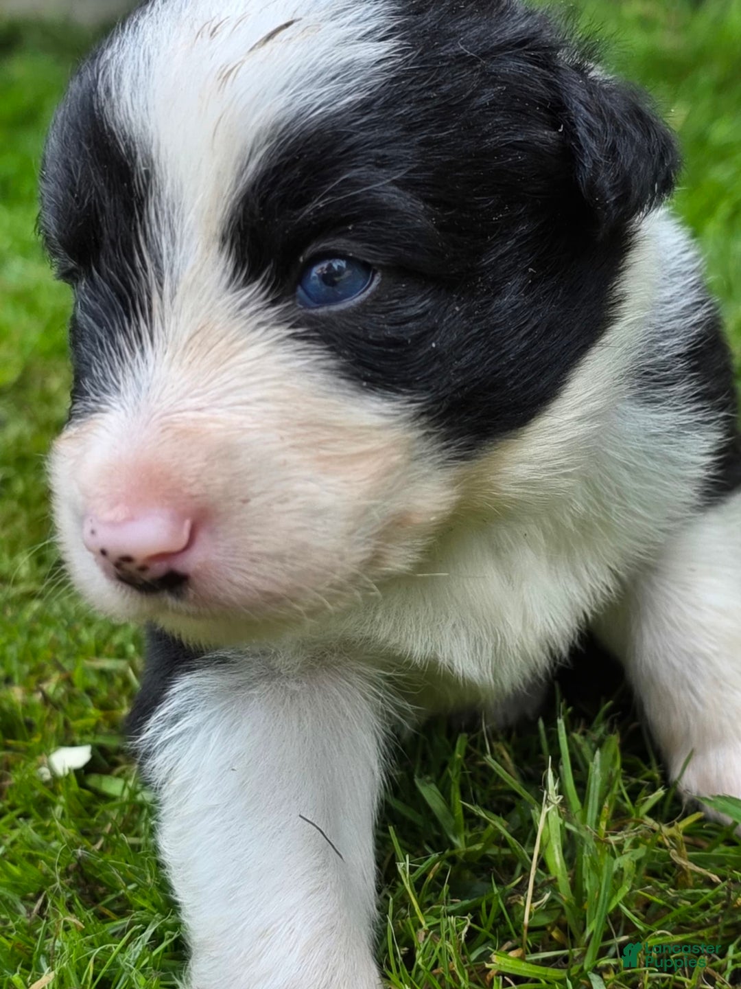 Border Collie dogs for sale: Bandit - Image 3