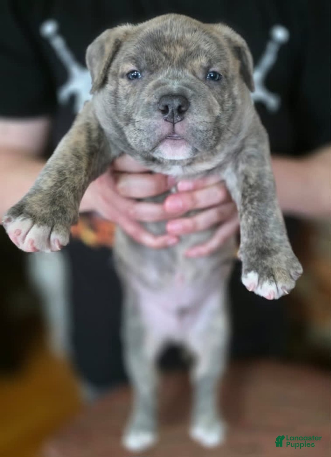 American Bully dogs for sale: National Champion Jack - Image 48