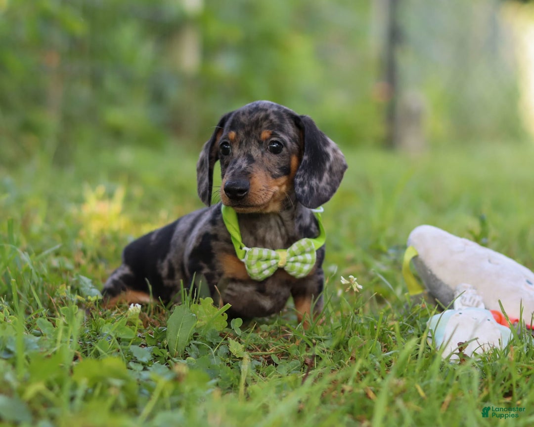 Miniature Dachshund dogs for sale: Jackson - Image 8