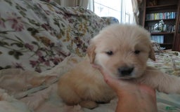 Golden Retriever dogs for sale: Hershey - Image 12