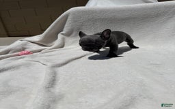 French Bulldog dogs for sale: Kitana - Image 3