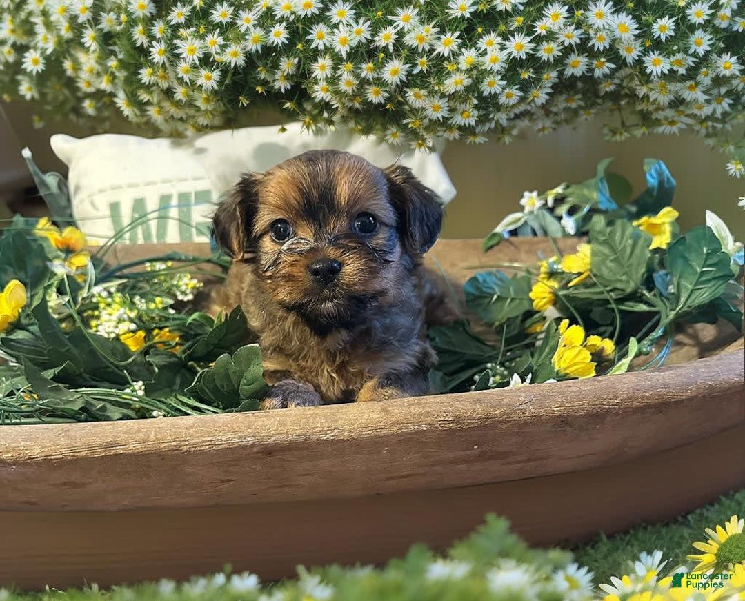 Shorkie dogs for sale: Kylena - Image 1