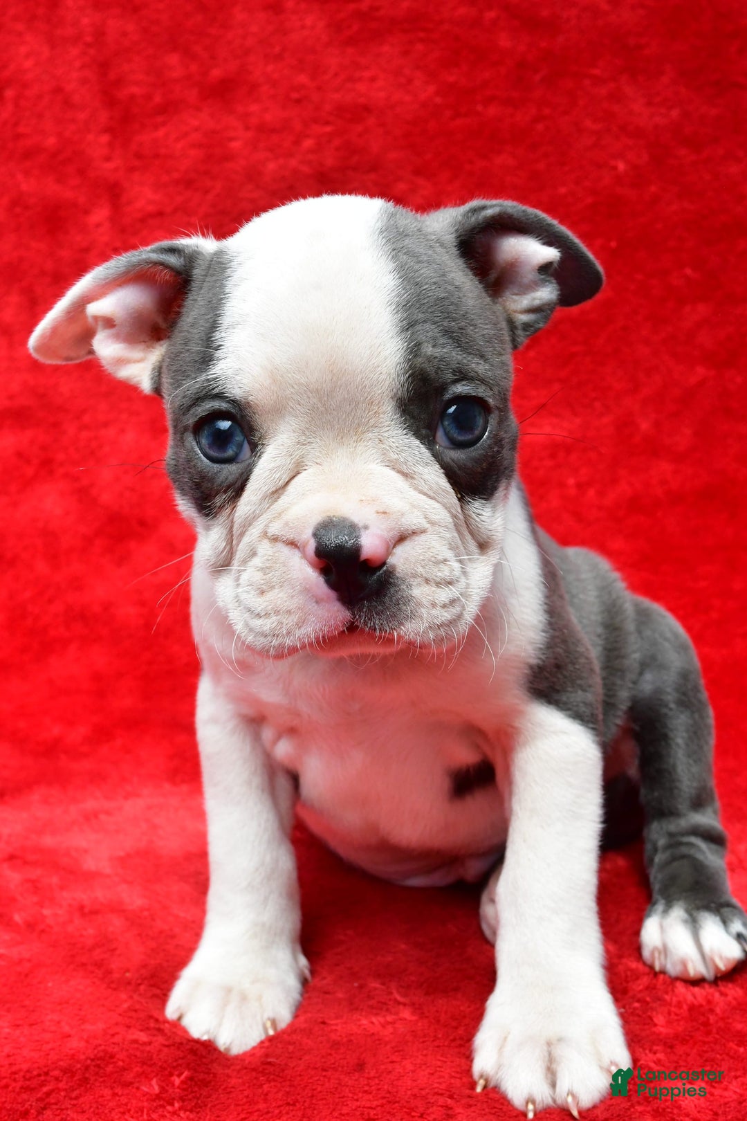 Boston Terrier dogs for sale: Jethro - Image 1