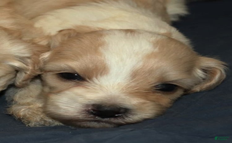 Cavachon dogs for sale - Ad 1