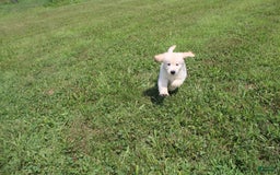 Golden Retriever dogs for sale: Eight Oclock - Image 11