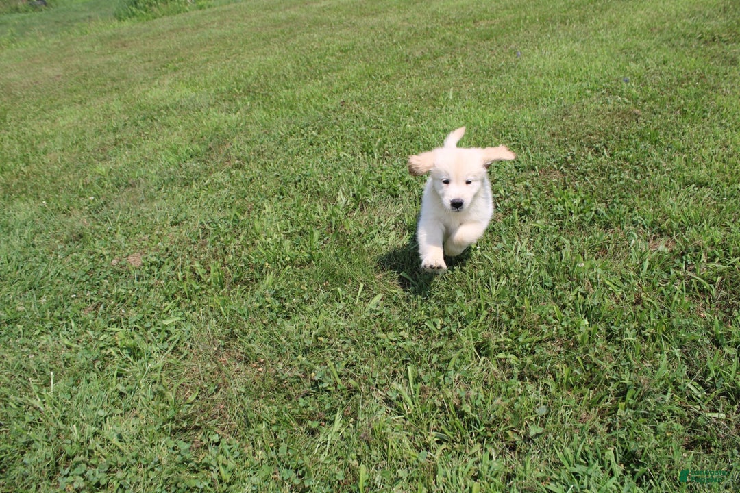 Golden Retriever dogs for sale: Eight Oclock - Image 11