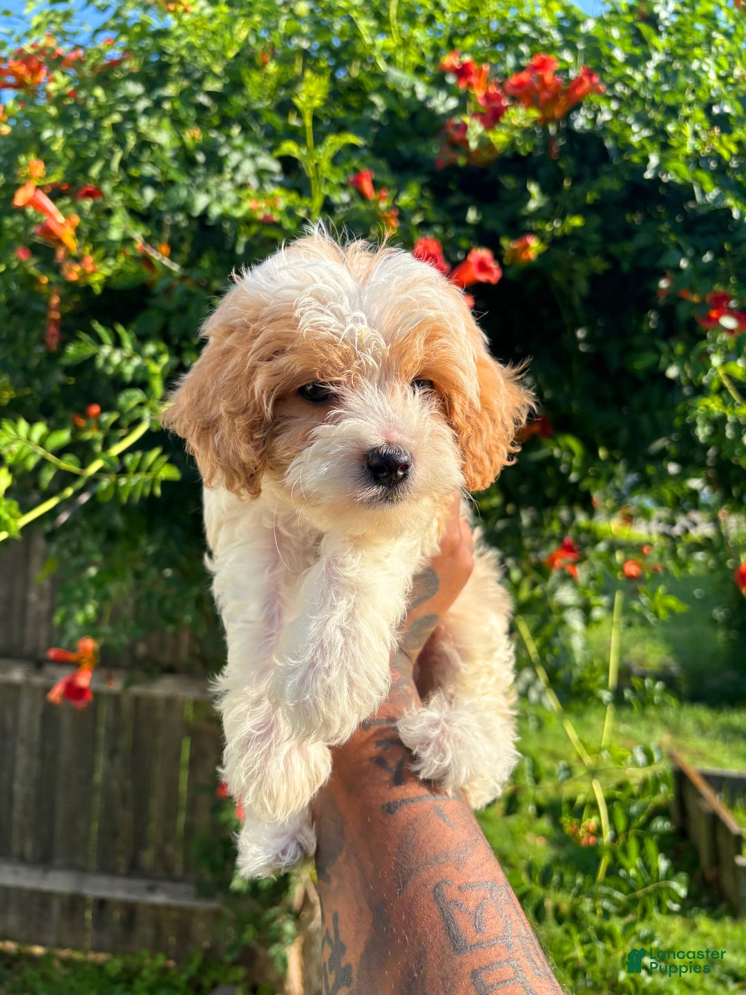 Cavapoo dogs for sale: Timmy - Image 2