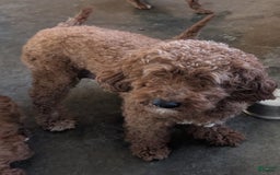 Goldendoodle dogs for sale: Jax - Image 4