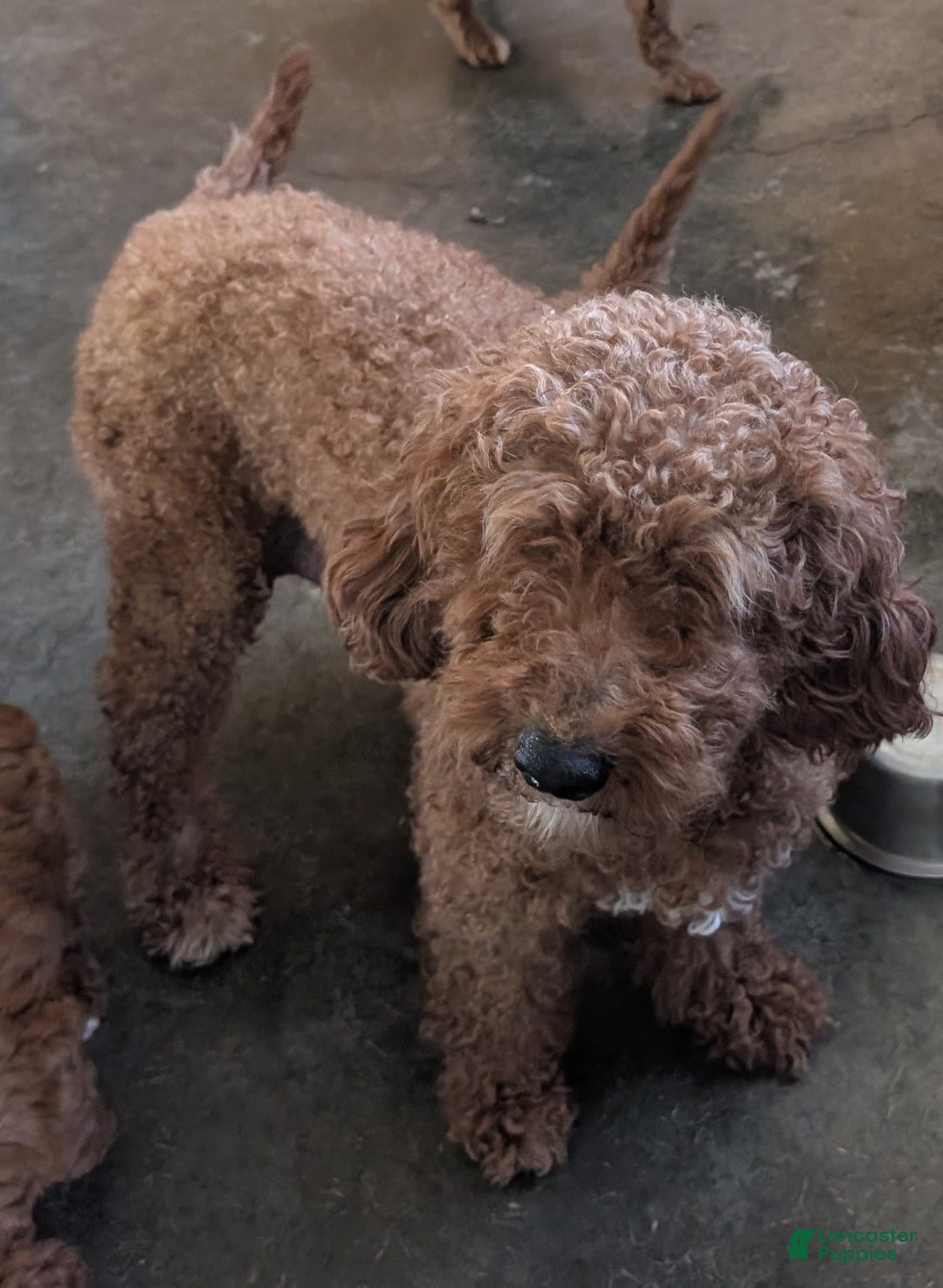 Goldendoodle dogs for sale: Jax - Image 4