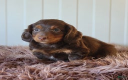 Miniature Dachshund dogs for sale: Roger - Image 3