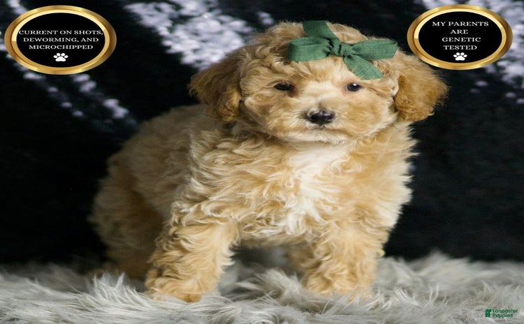 Maltipoo dogs - Advert 27