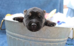 Gerberian Shepsky dogs for sale: Gerberian Shepsky 2 puppies - Image 9