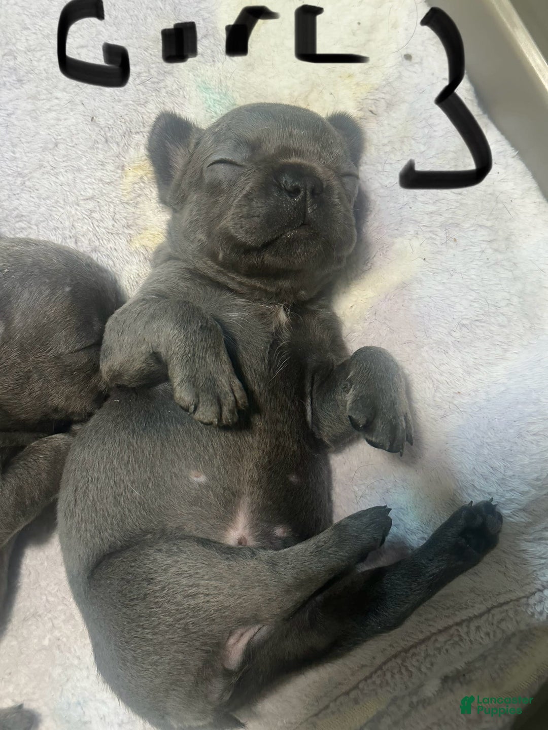 French Bulldog dogs for sale: Ginger - Image 8