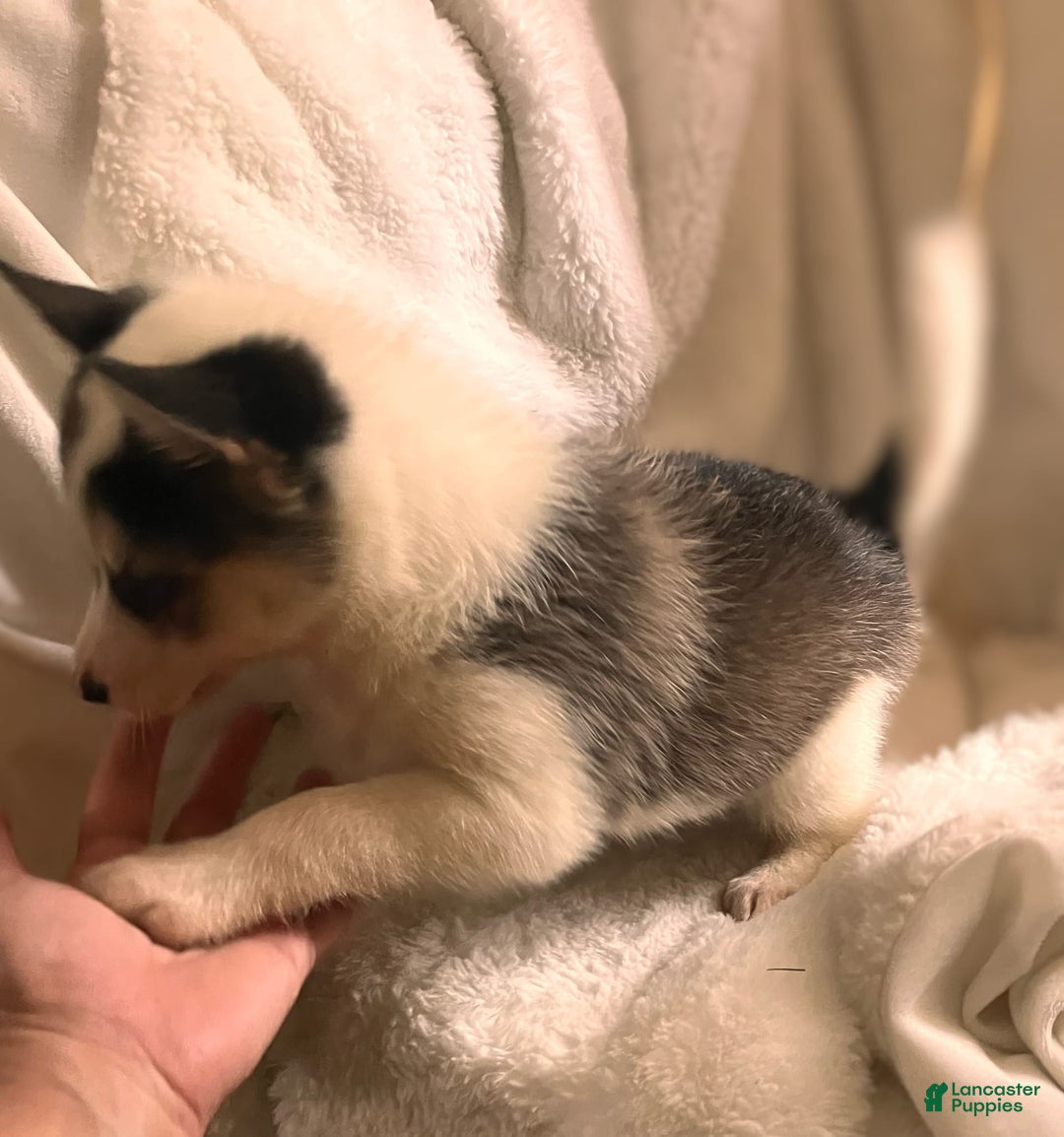 Pomsky dogs for sale: Sweet Rain - Image 14