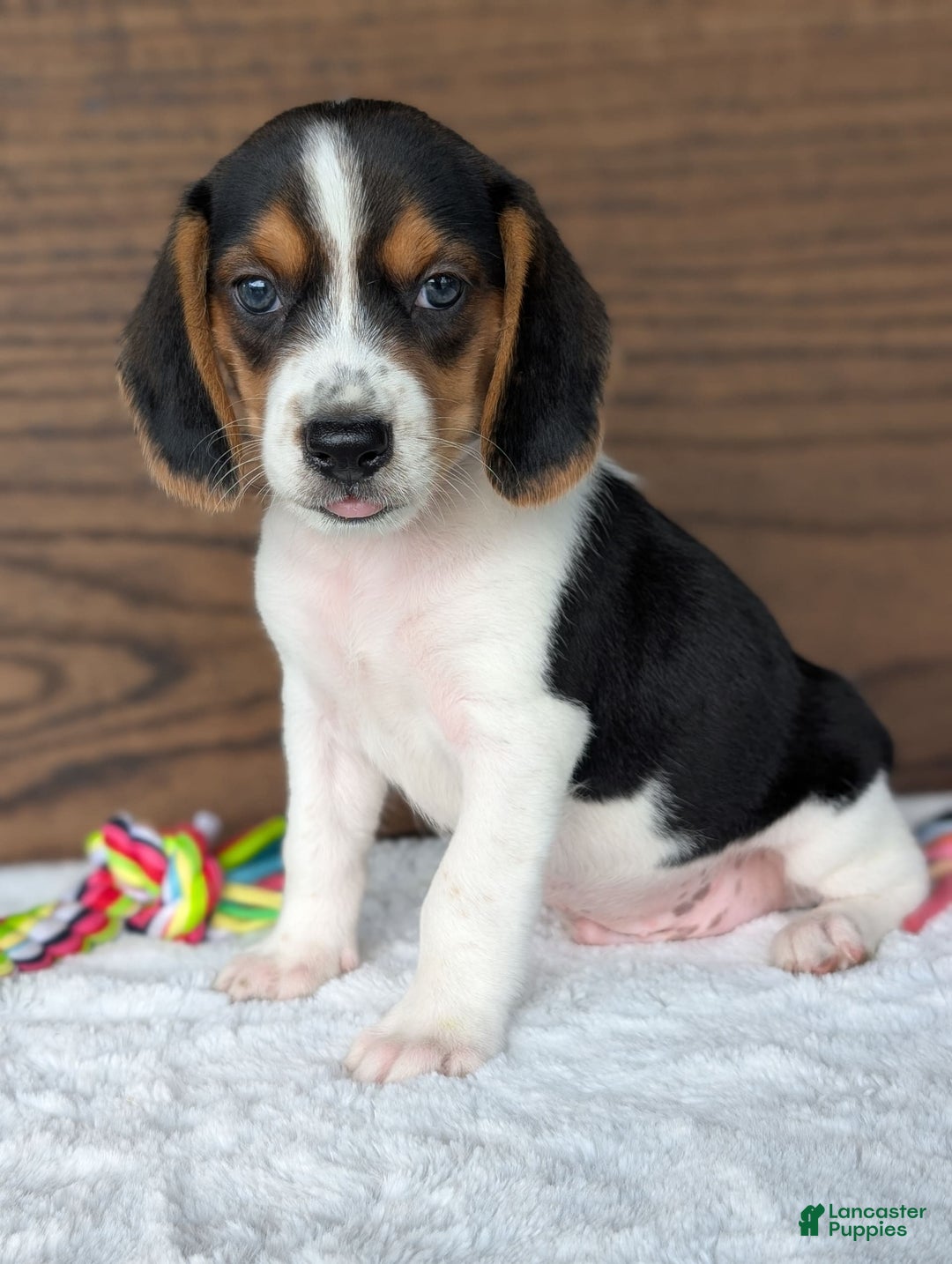 Beagle dogs for sale: Toby - Image 1