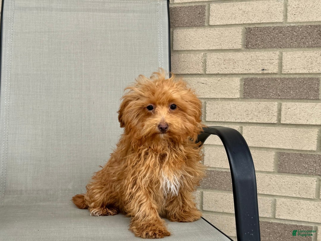 Maltipoo dogs for sale: Kristie - Image 4