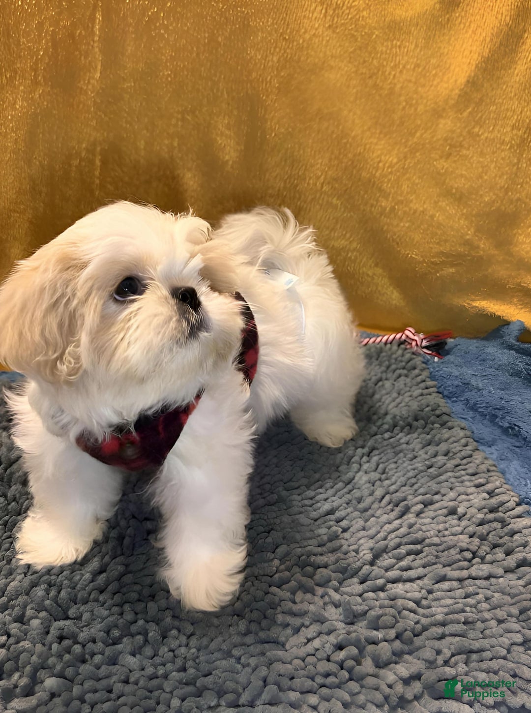 Shih Tzu dogs for sale: Mystical - Image 2