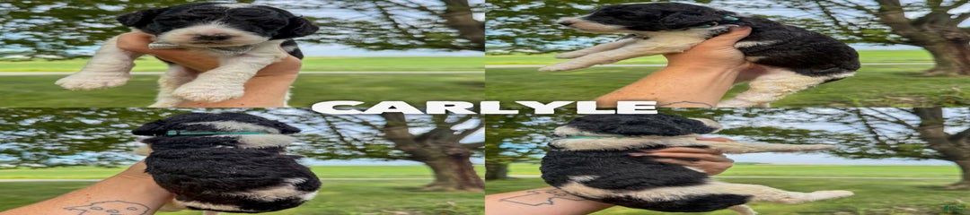 Carlyle - Standard F1b