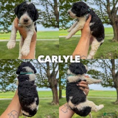 Carlyle - Standard F1b