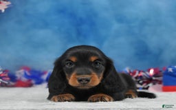 Miniature Dachshund dogs for sale: Black and tan Russian - Image 5