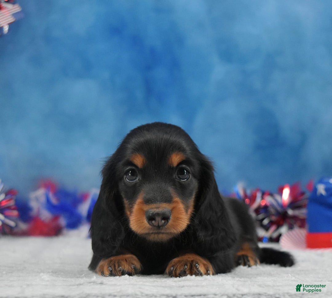 Miniature Dachshund dogs for sale: Black and tan Russian - Image 5
