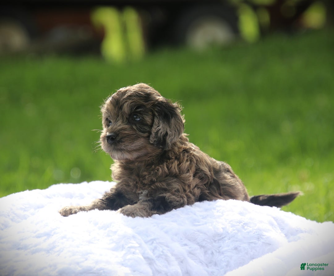 Cockapoo dogs for sale: Mackenzie - Image 1