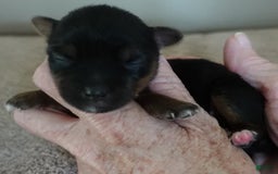 Yorkshire Terrier dogs for sale: Dodge - Image 7