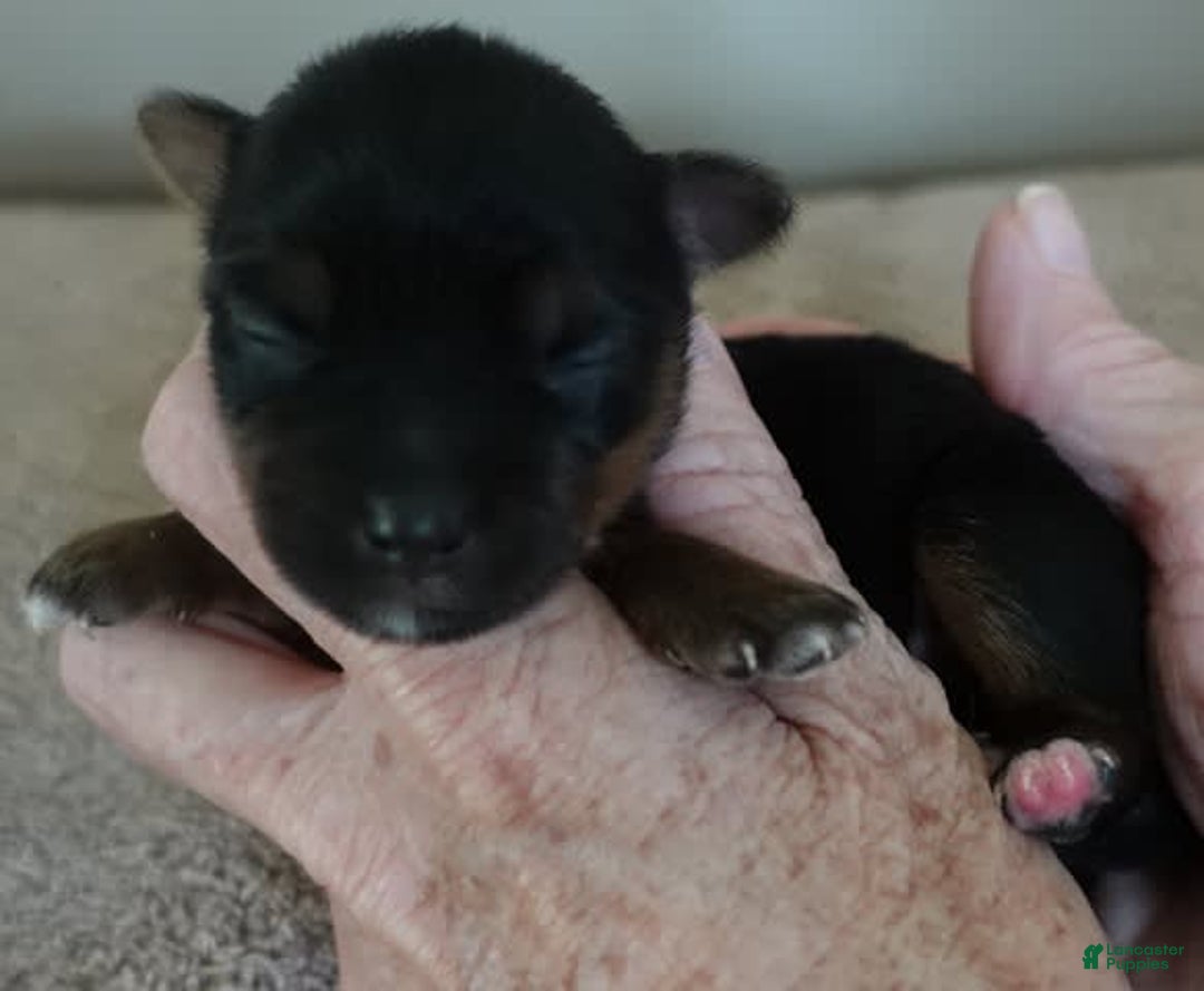 Yorkshire Terrier dogs for sale: Dodge - Image 7