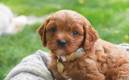 Cavalier King Charles Spaniel dogs for sale: Monty - Image 11