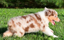 Australian Shepherd dogs for sale: Axel - Image 7