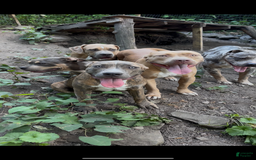 American Bully dogs for sale: Raine - Image 16
