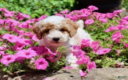 Miniature Poodle dogs for sale: Charlie - Image 3
