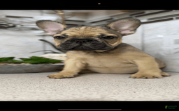 French Bulldog dogs for sale: Female Frenchies - Image 4