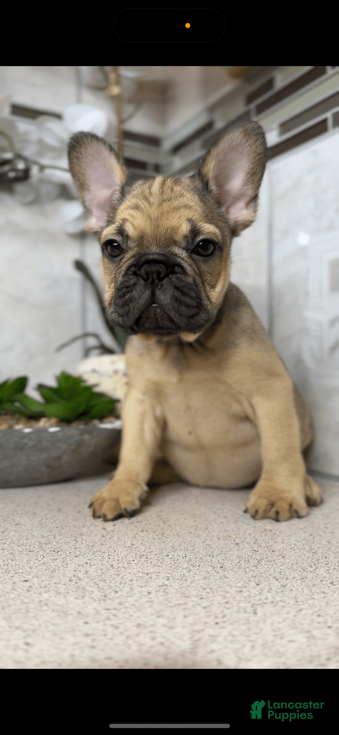 French Bulldog dogs for sale: Female Frenchies - Image 4