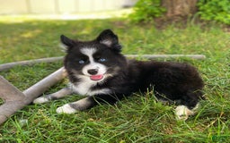 Pomsky dogs for sale: Nami - Image 9