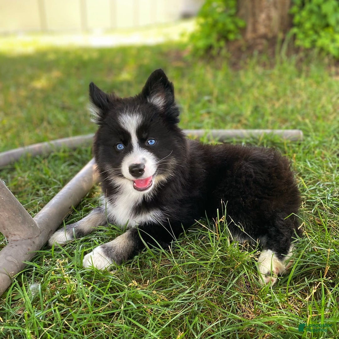 Pomsky dogs for sale: Nami - Image 9