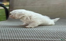 Maltese dogs for sale: Maltese 2 puppies - Image 5