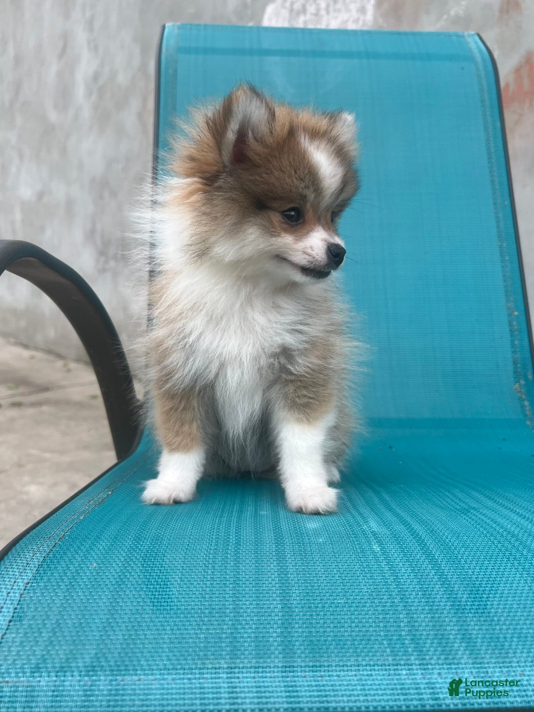 Pomeranian dogs for sale: Pollie - Image 2