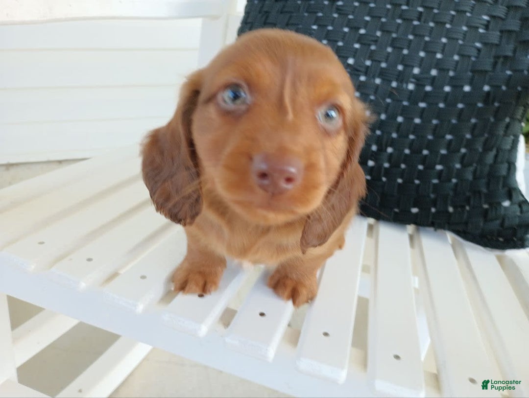 Dachshund dogs for sale: Otis - Image 20
