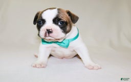 French Bulldog dogs for sale: Odin Akc - Image 17