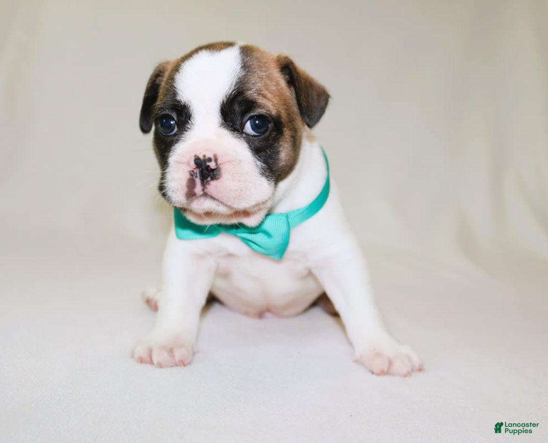 French Bulldog dogs for sale: Odin Akc - Image 17
