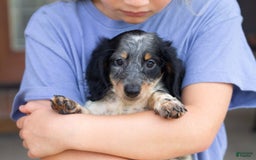 Miniature Dachshund dogs for sale: Maverick - Image 2