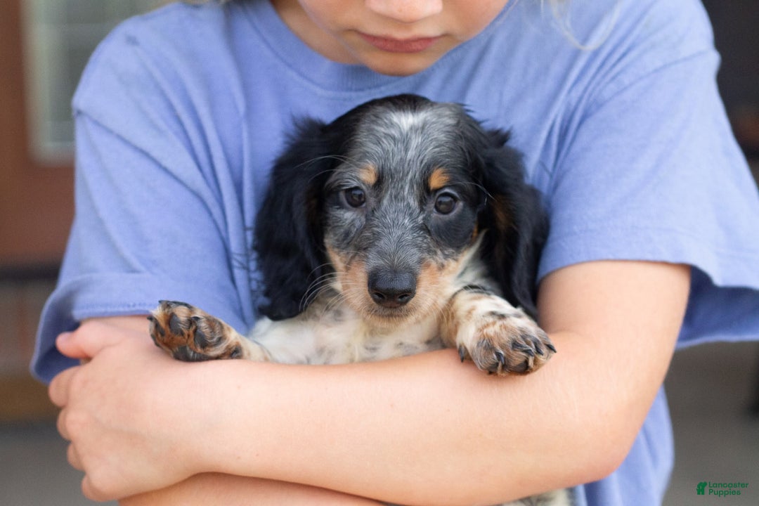 Miniature Dachshund dogs for sale: Maverick - Image 2