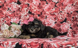 Havapoo dogs for sale: Flora Hypoallergenic - Image 1