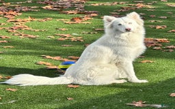 Siberian Husky dogs for sale: Feta - Image 3