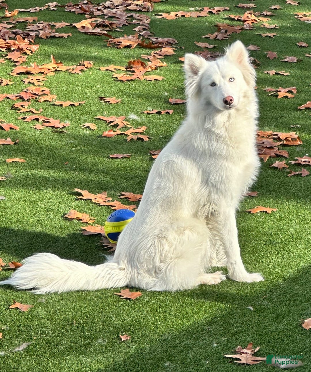 Siberian Husky dogs for sale: Feta - Image 3