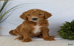 Goldendoodle dogs for sale: Zoey - Image 11
