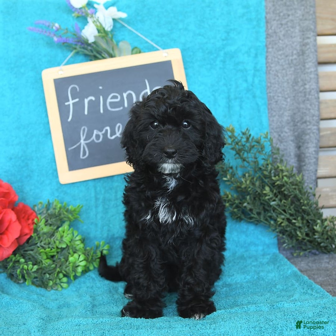 Miniature Poodle dogs for sale: Ophelia - Image 28