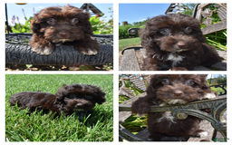 Havapoo dogs for sale: Annie - Image 16
