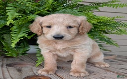 Goldendoodle dogs for sale: Bella - Image 26